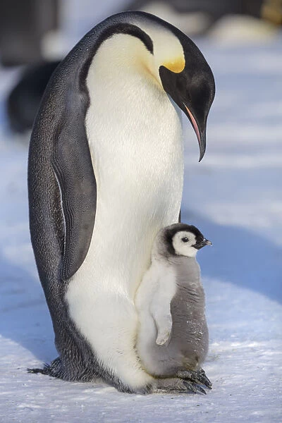 Emperor penguin (Aptenodytes forsteri) adult with chick, Gould Bay, Weddell Sea