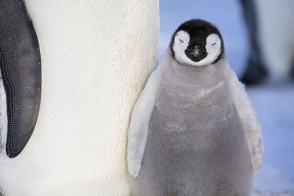 Emperor penguin (Aptenodytes forsteri) young chick, Gould Bay, Weddell Sea, Antarctica