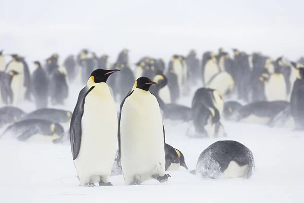 Emperor penguin (Aptenodytes forsteri) colony in blowing snow and overcast conditions