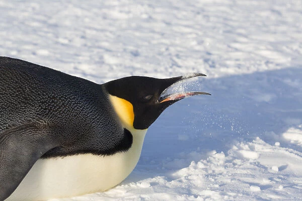 Emperor penguin (Aptenodytes forsteri) eating snow to cool down. Gould Bay, Weddell Sea
