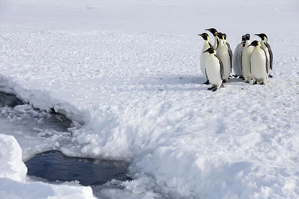 Emperor penguin (Aptenodytes forsteri) huddled up, waiting to go into sea, Gould Bay