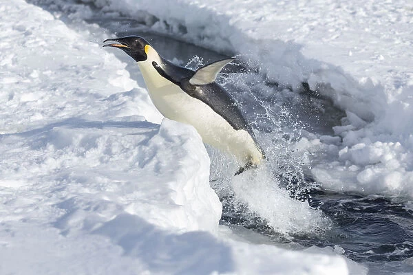 Emperor penguin (Aptenodytes forsteri) leaping out of the sea, Gould Bay, Weddell Sea