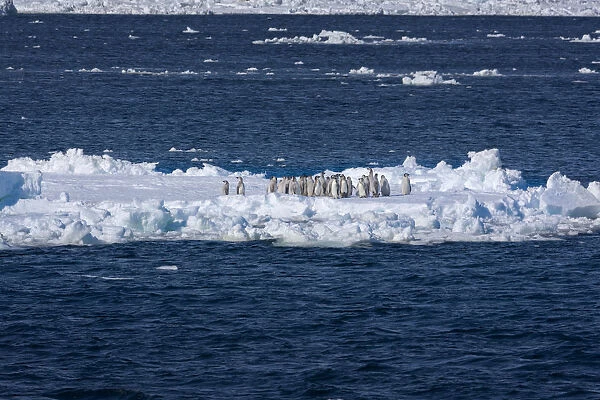 Emperor penguin (Aptenodytes forsteri) moulting chicks on ice floe, Ross Sea, Antarctica