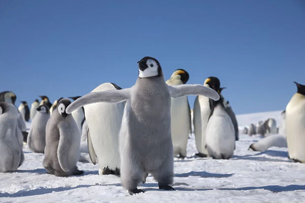 Emperor penguin (Aptenodytes forsteri) chick flapping wings, Snow Hill Island rookery