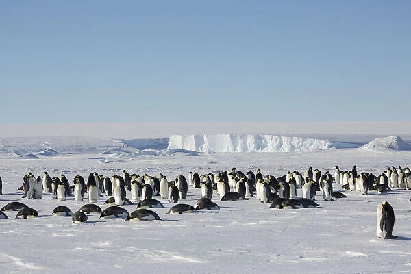 Emperor penguin (Aptenodytes forsteri) wide angle view of colony. Gould Bay, Weddell Sea