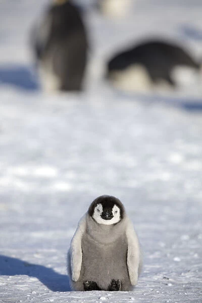 Emperor penguin (Aptenodytes forsteri) very young chick on sea ice, Gould Bay, Weddell Sea