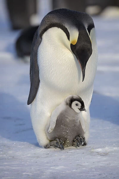 Emperor penguin (Aptenodytes forsteri) adult with young chick, Gould Bay, Weddell Sea