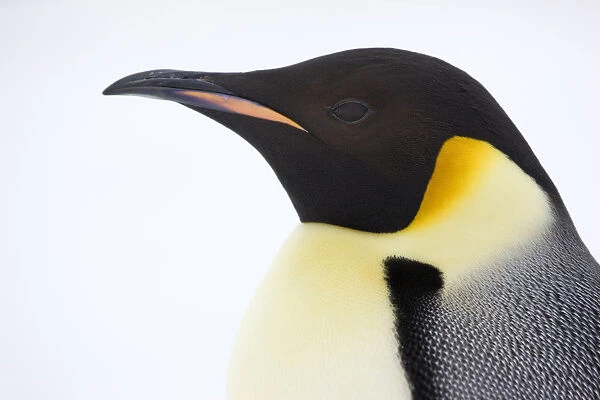 Emperor penguin (Aptenodytes forsteri) close up view of adult. Snow Hill Island rookery, Antarctica