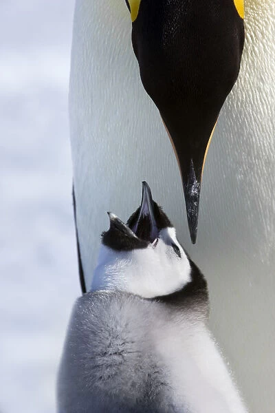 Emperor penguin (Aptenodytes forsteri) feeding young chick, Snow Hill Island rookery, Antarctica