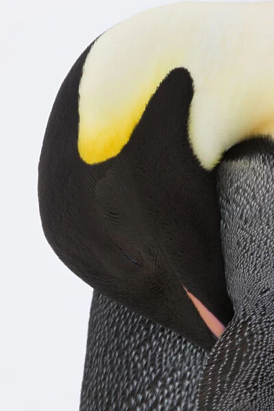 Emperor penguin (Aptenodytes forsteri) close up view of adult grooming. Snow Hill Island rookery