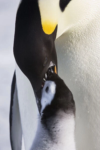 Emperor penguin (Aptenodytes forsteri) feeding young chick, Snow Hill Island rookery, Antarctica