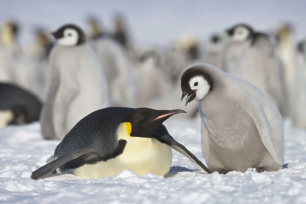 Emperor penguin (Aptenodytes forsteri) parent with chick begging for food at Snow