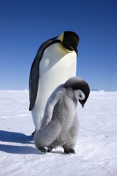 Emperor penguin (Aptenodytes forsteri) walking with young chick at Snow Hill Island rookery