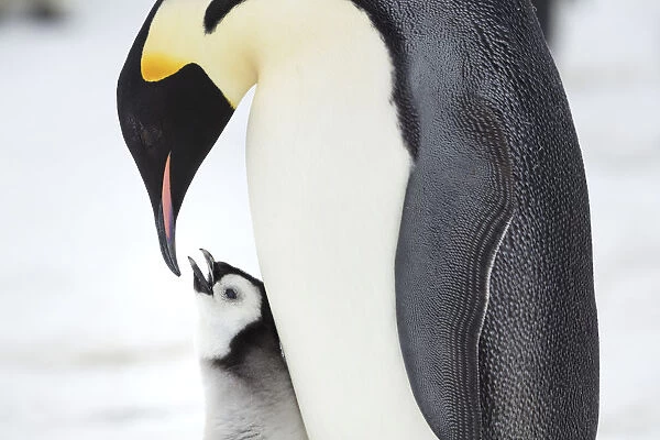 Emperor penguin (Aptenodytes forsteri) feeding chick, Gould Bay, Weddel Sea, Antarctica