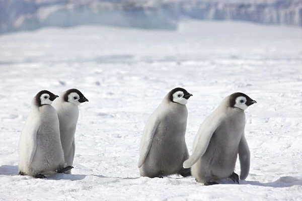 Emperor penguin (Aptenodytes forsteri) chicks walking, Snow Hill Island rookery, Antarctica