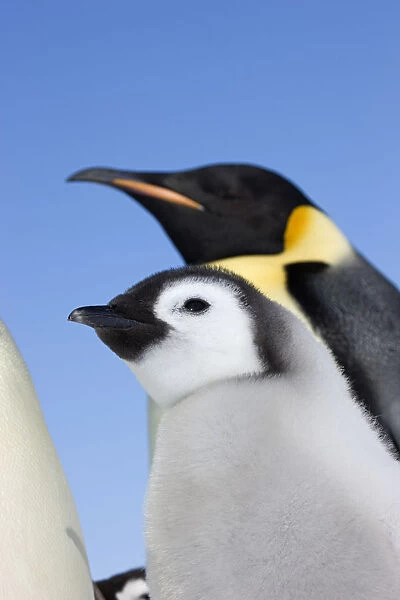 Emperor penguin (Aptenodytes forsteri) adult with chick, Snow Hill Island rookery