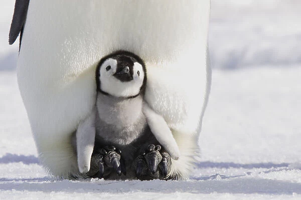 Emperor penguin (Aptenodytes forsteri), chick in parents brood pouch, Snow Hill Island