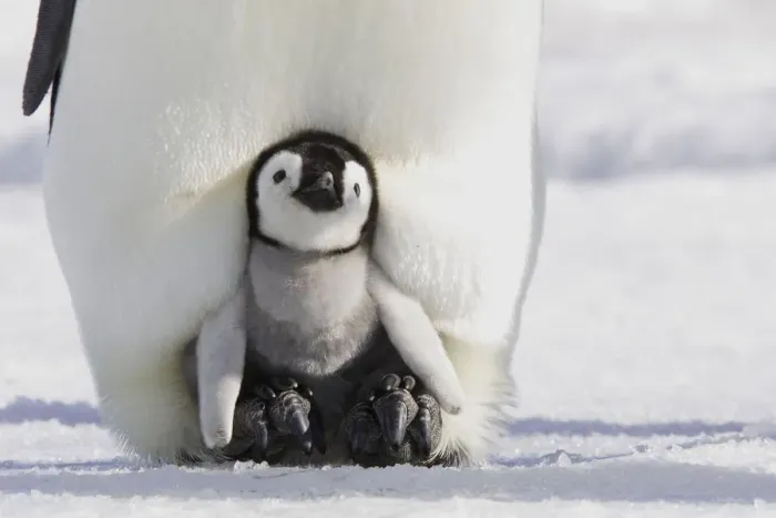 Framed Print : Emperor penguin (Aptenodytes forsteri), chick in parents brood pouch, Snow Hill Island Framed Print : Emperor penguin (Aptenodytes forsteri), chick in parents brood pouch, Snow Hill Island