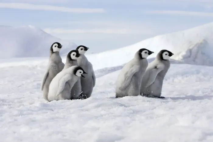 Framed Print : Emperor penguin (Aptenodytes forsteri), Chicks on ice, Snow Hill Island, Antarctic Framed Print : Emperor penguin (Aptenodytes forsteri), Chicks on ice, Snow Hill Island, Antarctic