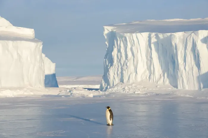 Framed Print : Emperor penguin (Aptenodytes forsteri), Amanda Bay, Prydz Bay, Ingrid Christensen Coast