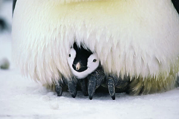 Emperor penguin (Aptenodytes forsteri) chick peers out from parent bird's brood pouch, Halley Bay rookery, Brunt Ice Shelf, Antarctica, August