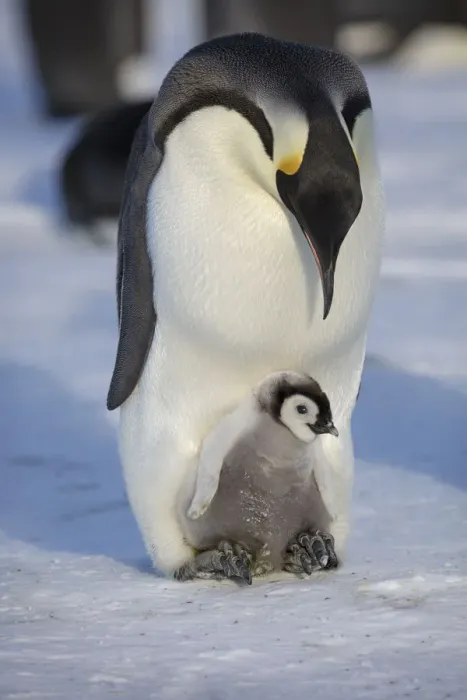 Framed Print : Emperor penguin (Aptenodytes forsteri) adult with young chick, Gould Bay, Weddell Sea Framed Print : Emperor penguin (Aptenodytes forsteri) adult with young chick, Gould Bay, Weddell Sea