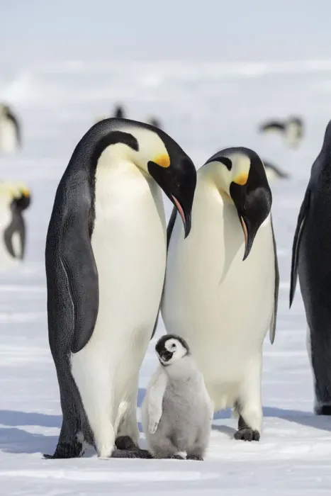 Framed Print : Emperor penguin (Aptenodytes forsteri) two adults with young chick, Gould Bay, Weddell Sea Framed Print : Emperor penguin (Aptenodytes forsteri) two adults with young chick, Gould Bay, Weddell Sea