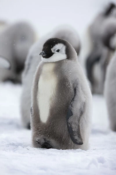 Emperor penguin (Aptenodytes forsteri) chick, Ross Sea, Antarctica