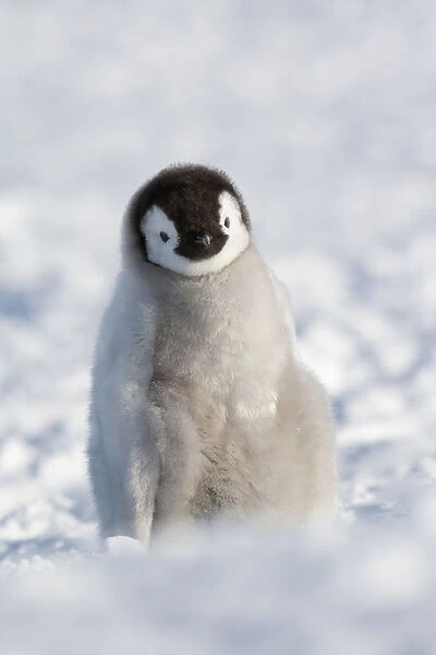Emperor penguin (Aptenodytes forsteri) chick, Snow Hill Island rookery, Weddell Sea