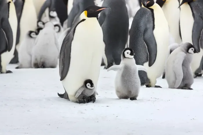 Framed Print : Emperor penguin (Aptenodytes forsteri) chick on feet of adult, with older chick nearby Framed Print : Emperor penguin (Aptenodytes forsteri) chick on feet of adult, with older chick nearby