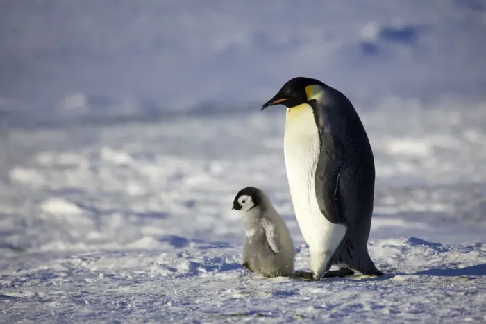 Framed Print : Emperor penguin (Aptenodytes forsteri) chick walking with parent, Antarctica, September Framed Print : Emperor penguin (Aptenodytes forsteri) chick walking with parent, Antarctica, September