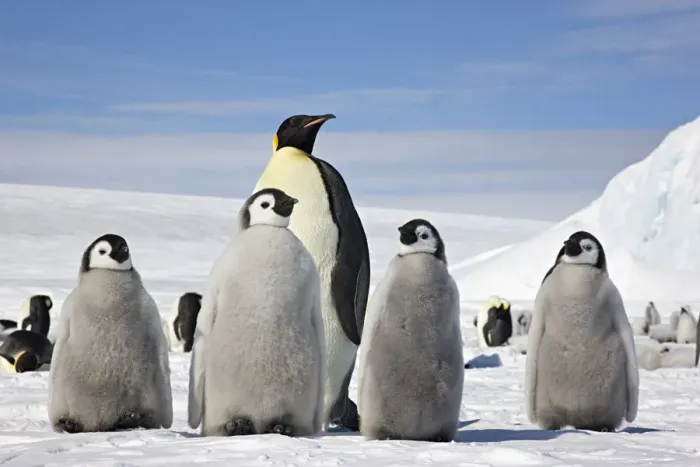 Framed Print : Emperor penguin (Aptenodytes forsteri) four chicks and an adult, Snow Hill Island rookery Framed Print : Emperor penguin (Aptenodytes forsteri) four chicks and an adult, Snow Hill Island rookery