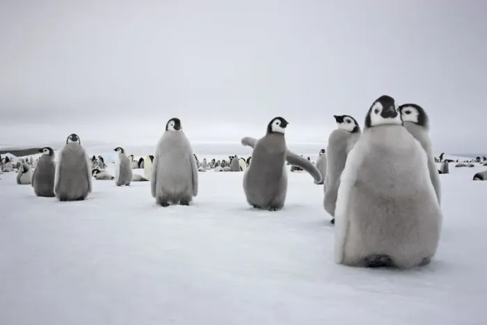 Framed Print : Emperor penguin (Aptenodytes forsteri) chicks in creche at Snow Hill Island rookery Framed Print : Emperor penguin (Aptenodytes forsteri) chicks in creche at Snow Hill Island rookery