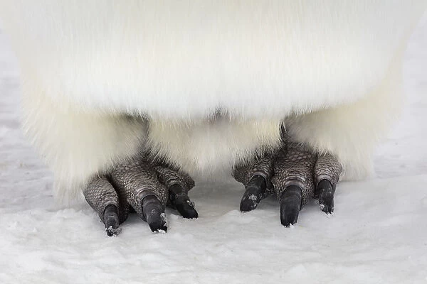 Emperor penguin (Aptenodytes forsteri) close up of feet, Gould Bay, Weddell Sea