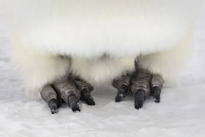 Framed Print : Emperor penguin (Aptenodytes forsteri) close up of feet, Gould Bay, Weddell Sea Framed Print : Emperor penguin (Aptenodytes forsteri) close up of feet, Gould Bay, Weddell Sea