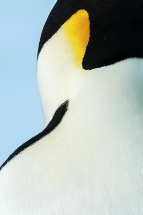 Framed Print : Emperor penguin (Aptenodytes forsteri) close up, Amanda Bay, Prydz Bay, Ingrid Christensen Coast, East Antarctica, November Framed Print : Emperor penguin (Aptenodytes forsteri) close up, Amanda Bay, Prydz Bay, Ingrid Christensen Coast, East Antarctica, November