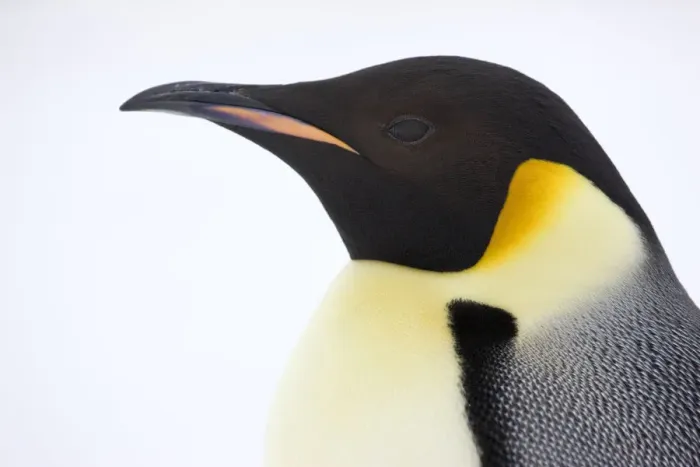 Framed Print : Emperor penguin (Aptenodytes forsteri) close up view of adult. Snow Hill Island rookery, Antarctica Framed Print : Emperor penguin (Aptenodytes forsteri) close up view of adult. Snow Hill Island rookery, Antarctica