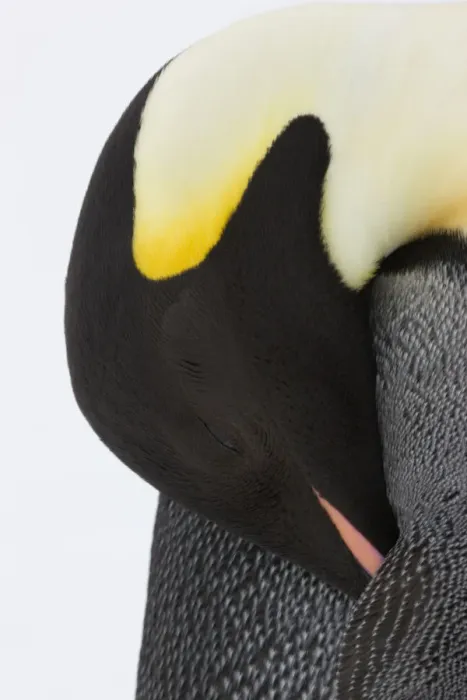 Framed Print : Emperor penguin (Aptenodytes forsteri) close up view of adult grooming. Snow Hill Island rookery Framed Print : Emperor penguin (Aptenodytes forsteri) close up view of adult grooming. Snow Hill Island rookery