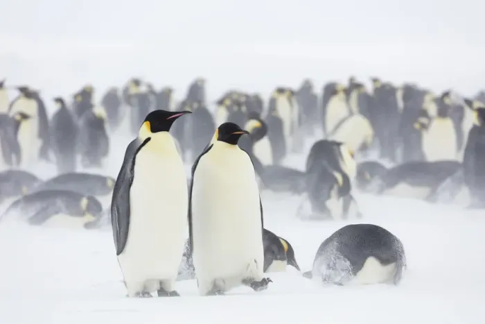 Framed Print : Emperor penguin (Aptenodytes forsteri) colony in blowing snow and overcast conditions Framed Print : Emperor penguin (Aptenodytes forsteri) colony in blowing snow and overcast conditions