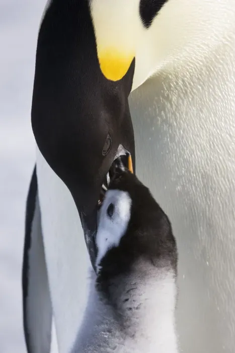Framed Print : Emperor penguin (Aptenodytes forsteri) feeding young chick, Snow Hill Island rookery, Antarctica Framed Print : Emperor penguin (Aptenodytes forsteri) feeding young chick, Snow Hill Island rookery, Antarctica