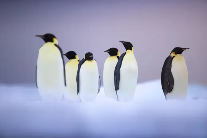 Framed Print : Emperor penguin (Aptenodytes forsteri) group on ice floe, Ross Sea, Antarctica. January Framed Print : Emperor penguin (Aptenodytes forsteri) group on ice floe, Ross Sea, Antarctica. January