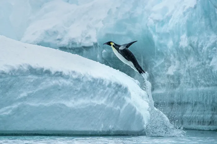 Framed Print : Emperor penguin (Aptenodytes forsteri) leaping from the sea onto ice, Cape Colbeck, Ross Sea, Antarctica Framed Print : Emperor penguin (Aptenodytes forsteri) leaping from the sea onto ice, Cape Colbeck, Ross Sea, Antarctica