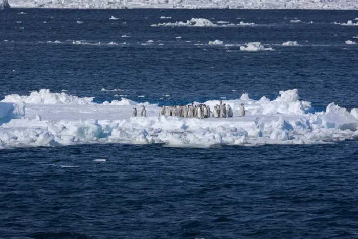 Framed Print : Emperor penguin (Aptenodytes forsteri) moulting chicks on ice floe, Ross Sea, Antarctica Framed Print : Emperor penguin (Aptenodytes forsteri) moulting chicks on ice floe, Ross Sea, Antarctica