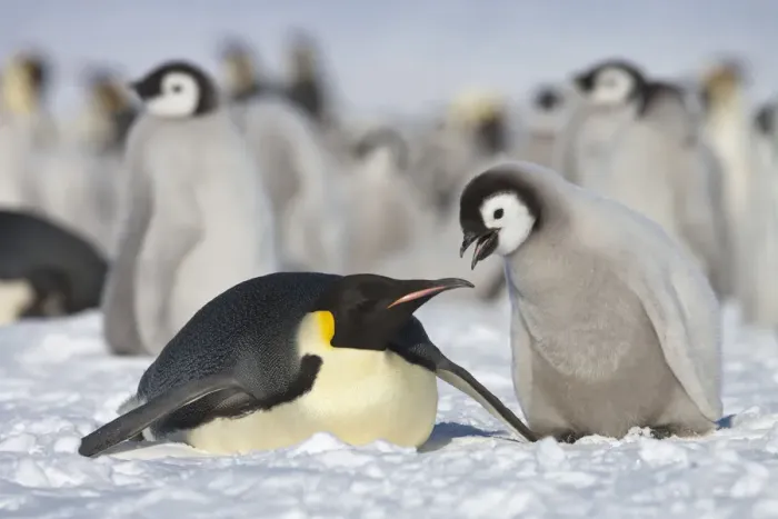 Framed Print : Emperor penguin (Aptenodytes forsteri) parent with chick begging for food at Snow Framed Print : Emperor penguin (Aptenodytes forsteri) parent with chick begging for food at Snow