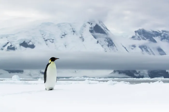 Framed Print : Emperor penguin (Aptenodytes forsteri) standing on snow with mountains in background, Coulman Island Area, Ross Sea, Antarctica Framed Print : Emperor penguin (Aptenodytes forsteri) standing on snow with mountains in background, Coulman Island Area, Ross Sea, Antarctica