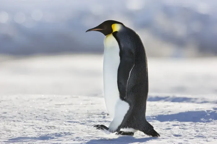 Framed Print : Emperor penguin (Aptenodytes forsteri) walking, Cape Colbeck, Ross Sea, Antarctica Framed Print : Emperor penguin (Aptenodytes forsteri) walking, Cape Colbeck, Ross Sea, Antarctica