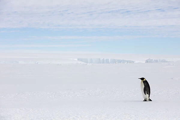 Emperor penguin (Aptenodytes forsteri) walking, Gould Bay, Weddell Sea, Antarctica