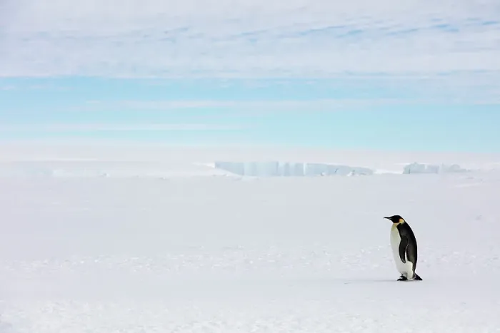 Framed Print : Emperor penguin (Aptenodytes forsteri) walking, Gould Bay, Weddell Sea, Antarctica Framed Print : Emperor penguin (Aptenodytes forsteri) walking, Gould Bay, Weddell Sea, Antarctica