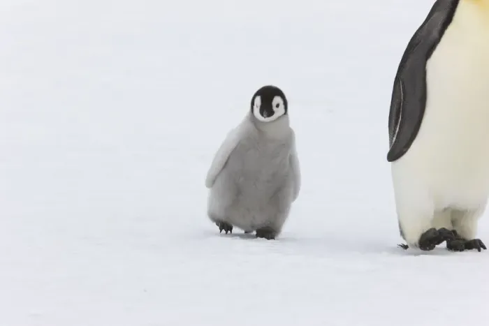 Framed Print : Emperor penguin (Aptenodytes forsteri) with young chick, Snow Hill Island rookery, Antarctica Framed Print : Emperor penguin (Aptenodytes forsteri) with young chick, Snow Hill Island rookery, Antarctica