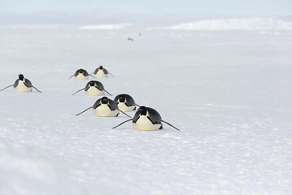 Emperor penguins (Aptenodytes forsteri) adult penguins tobogganing along on their